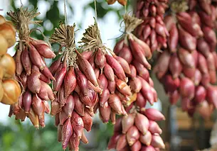 Обязательная предпосевная обработка лука-севка: дачникам на заметку