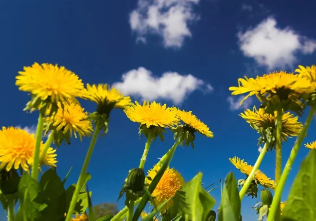 До +27°Ϲ ожидается сегодня в Могилеве. По области еще теплее