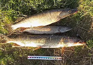 В Быховском районе трое приятелей «нарыбачили» на уголовную статью