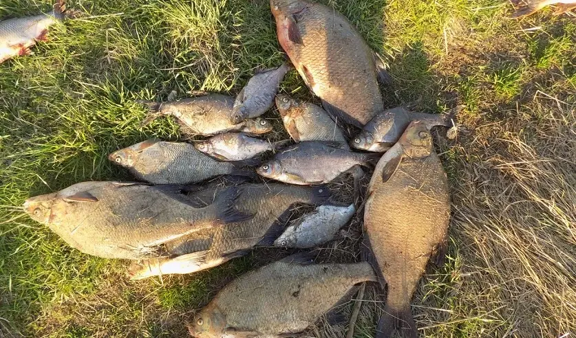 Фото: УГКСЭ по Могилевской области