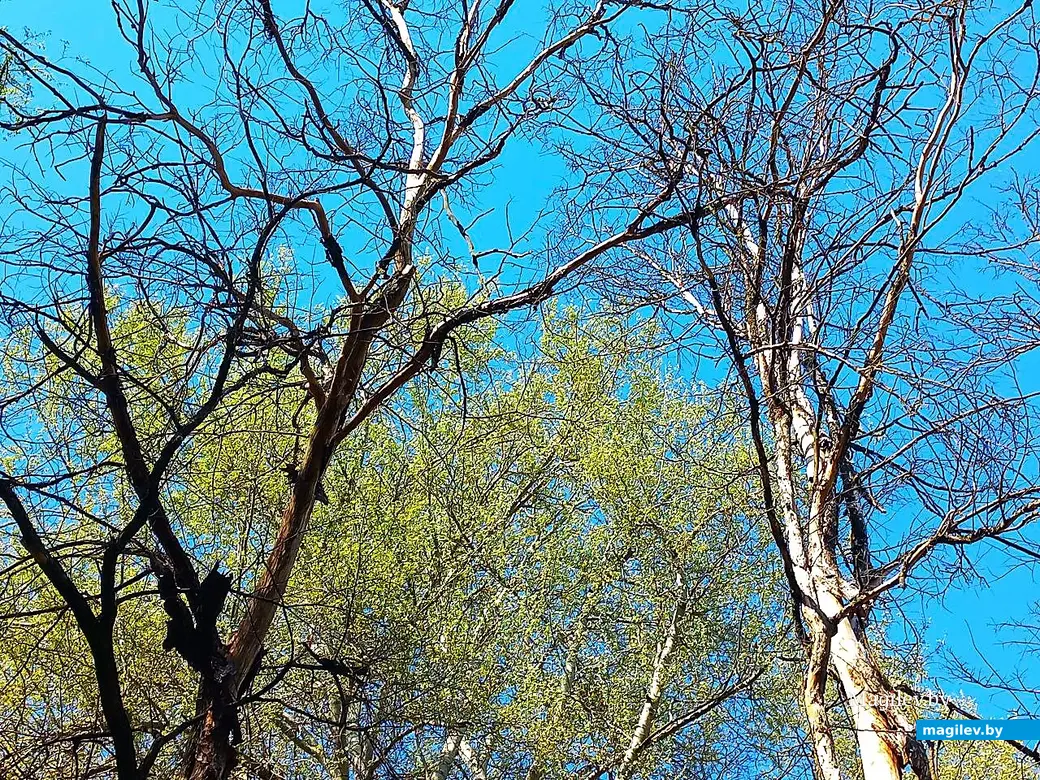 21.04.2025, Могилев. Долина речки Дебря.