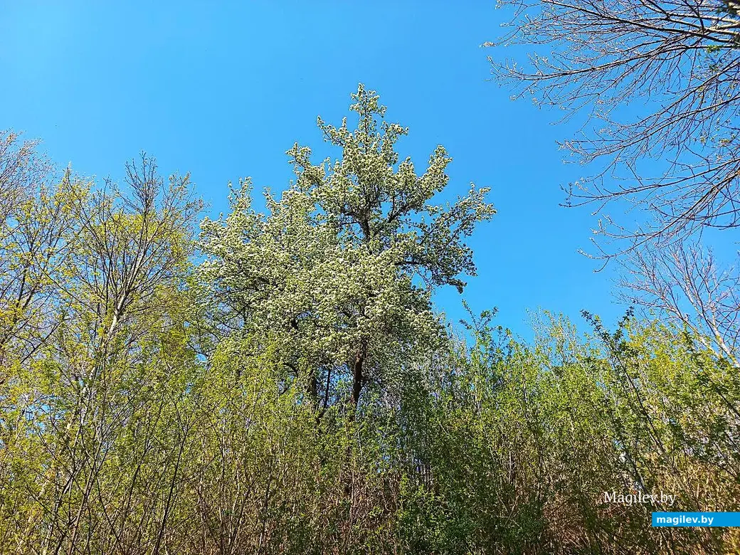 21.04.2025, Могилев. Долина речки Дебря.