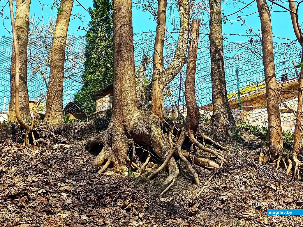 21.04.2025, Могилев. Долина речки Дебря.