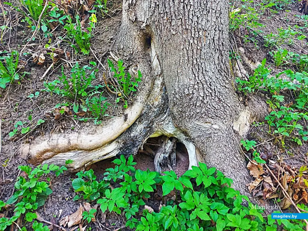 21.04.2025, Могилев. Долина речки Дебря.