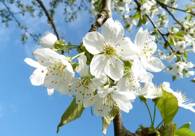 Оранжевый уровень опасности из-за заморозков и сильного ветра объявлен в Беларуси на Радуницу