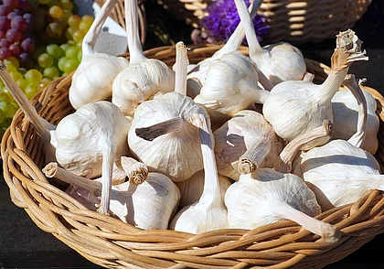 Летний чеснок: когда и как сажать
