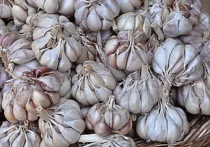 Как подготовить грядку к посадке озимого чеснока