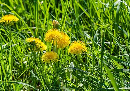 До +26°С, кратковременные дожди, грозы: какой будет погода в Могилеве