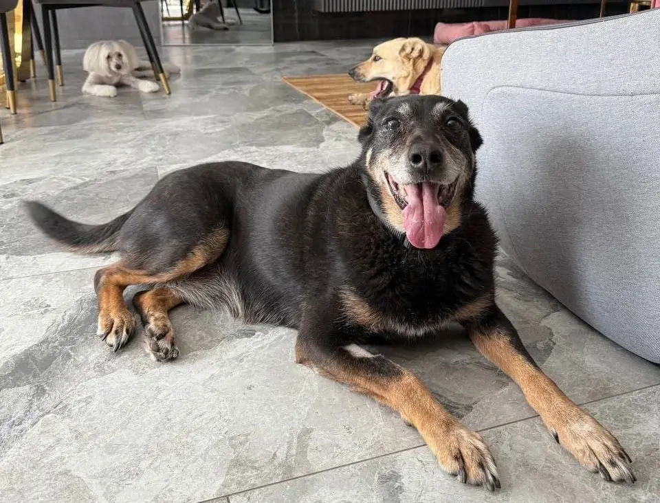 Собака Энджи.