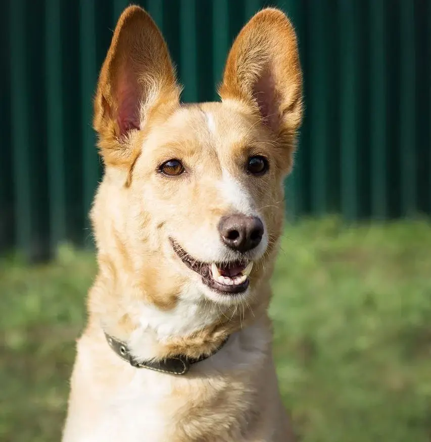 Собака Лима.