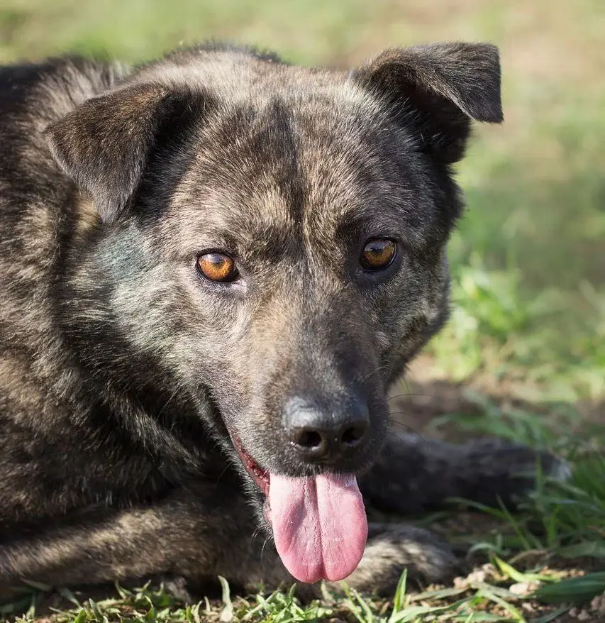 Собака Арни.