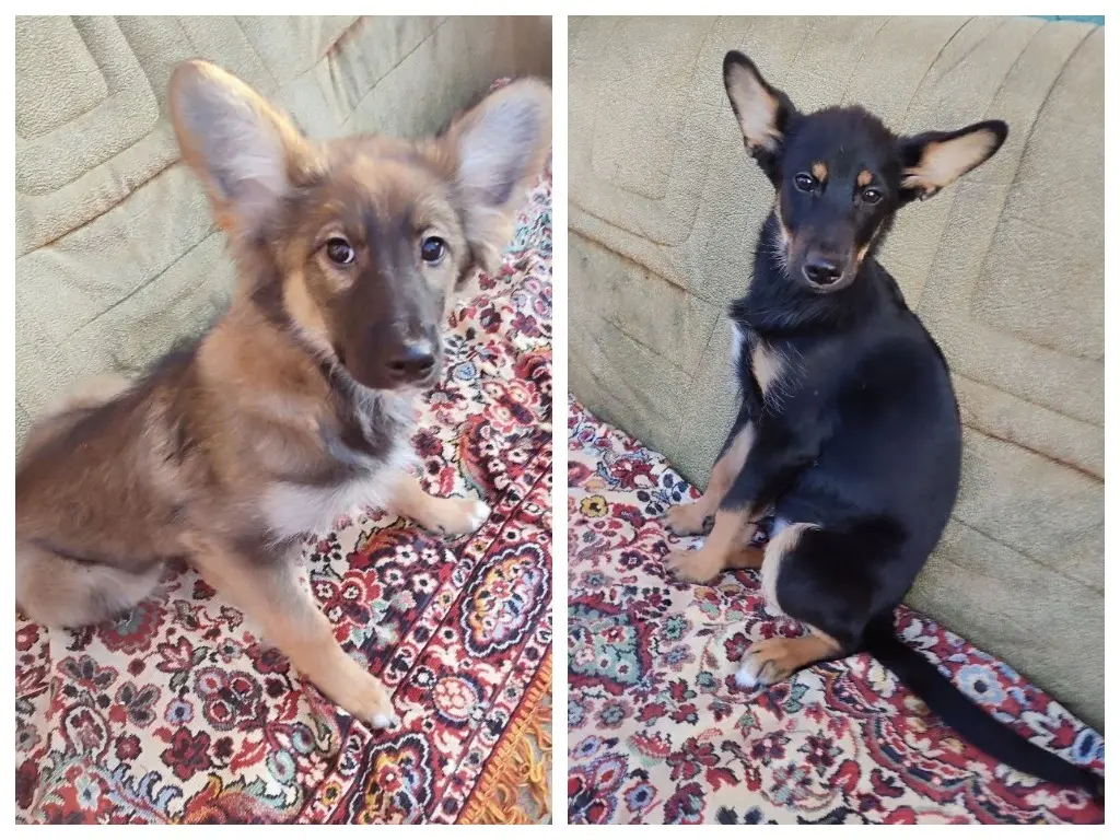 Щенки-подростки.