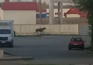 По Могилеву бегает лось (видео). Как вести себя при встрече с сохатым на улице?