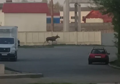 По Могилеву бегает лось (видео). Как вести себя при встрече с сохатым на улице?