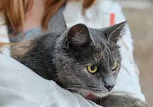 Кошка Лиа, собака Лима и щенки-подростки: кто ищет хозяина в Могилеве