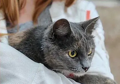 Кошка Лиа, собака Лима и щенки-подростки: кто ищет хозяина в Могилеве