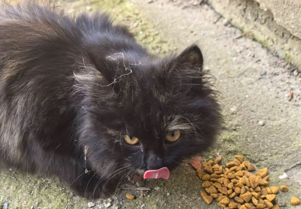 Маленькая ласковая кошечка.