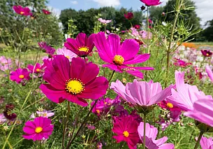 Сеем космею поздней осенью