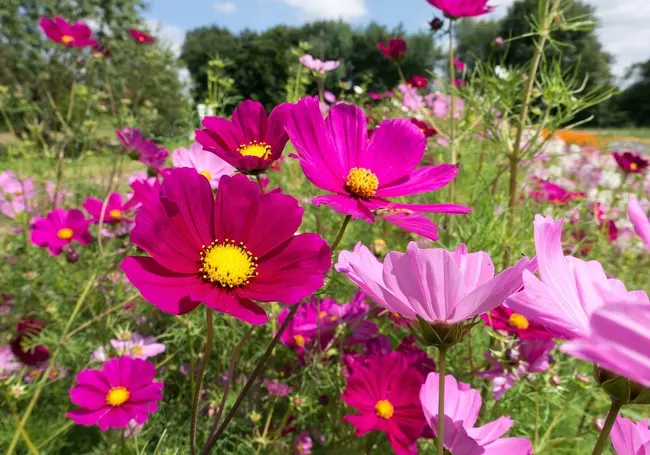 Сеем космею поздней осенью