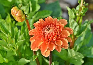 Готовим георгины к зимовке