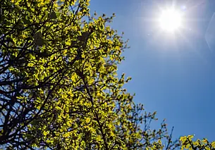 Без дождей и до 24 градусов тепла: какой будет сегодня погода в Могилеве