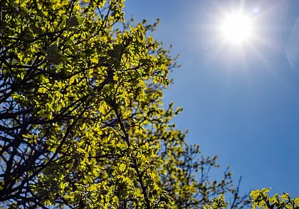 Без дождей и до 24 градусов тепла: какой будет сегодня погода в Могилеве