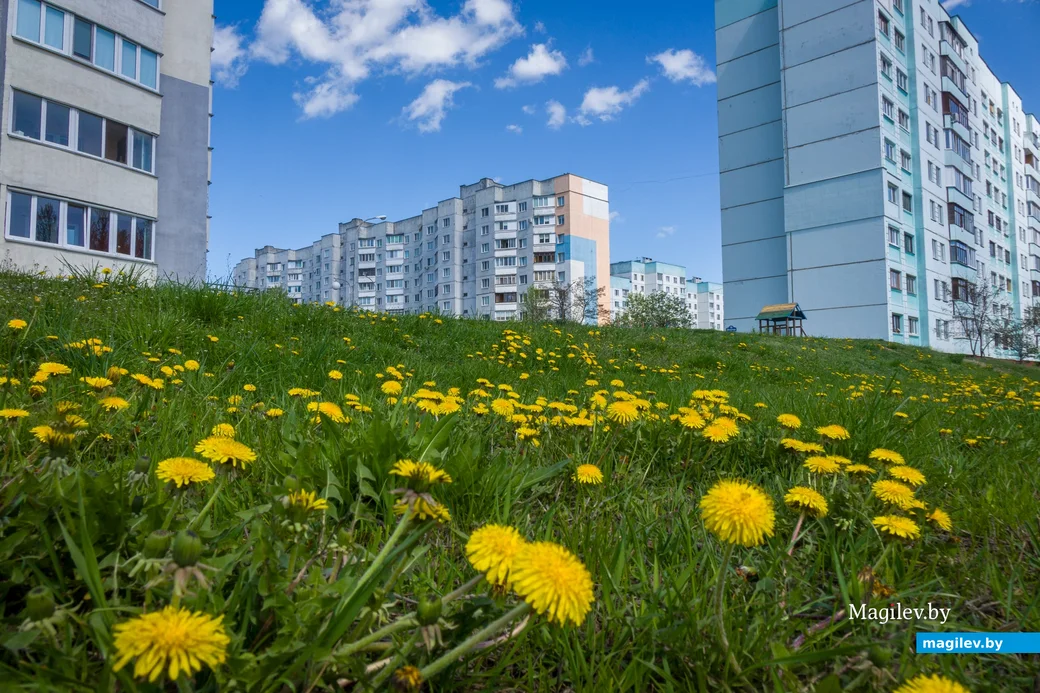 24.04.2025. Курляндчики. Время цветения. В Бобруйске цветут сады