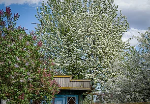 Без существенных осадков, прохладно: о погоде в Могилеве и области 30 апреля