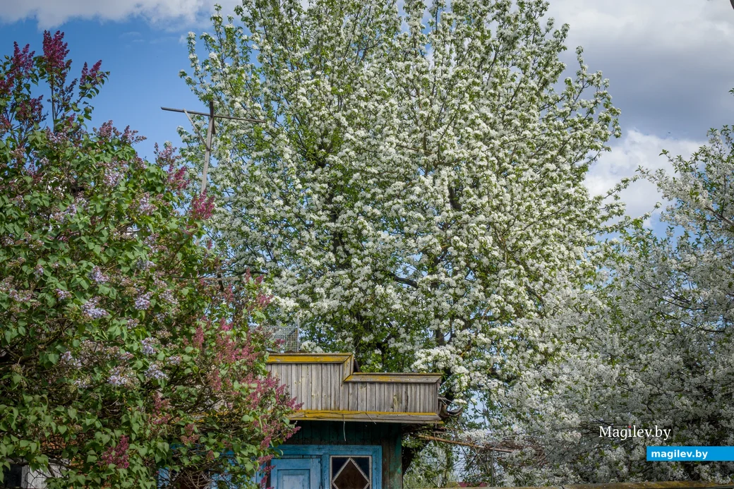 Цветут сады. Фото: Александр Чугуев.