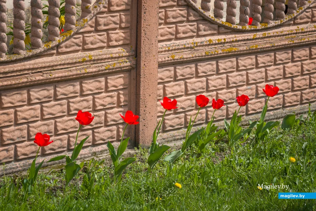 24.04.2025. Кривой Крюк. Время цветения. В Бобруйске цветут сады