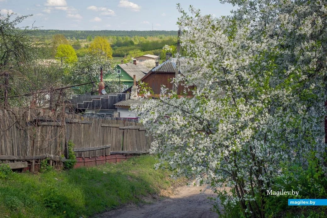 Время цветения. Фото: Александр Чугуев.