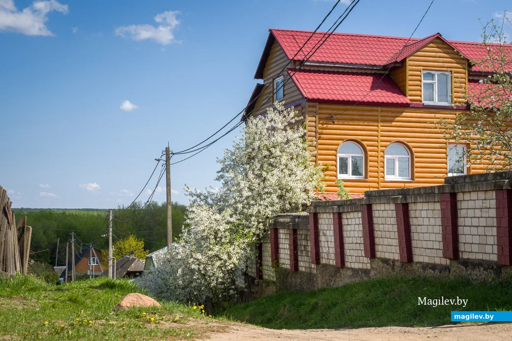 24.04.2025. Кривой Крюк. Время цветения. В Бобруйске цветут сады