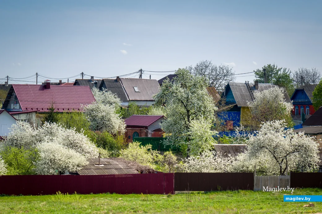 24.04.2025. Курляндчики. Время цветения. В Бобруйске цветут сады