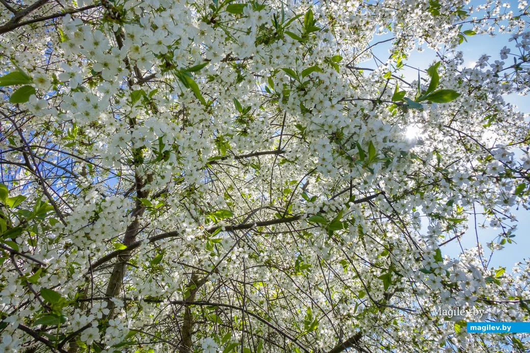 24.04.2025. Курляндчики. Время цветения. В Бобруйске цветут сады