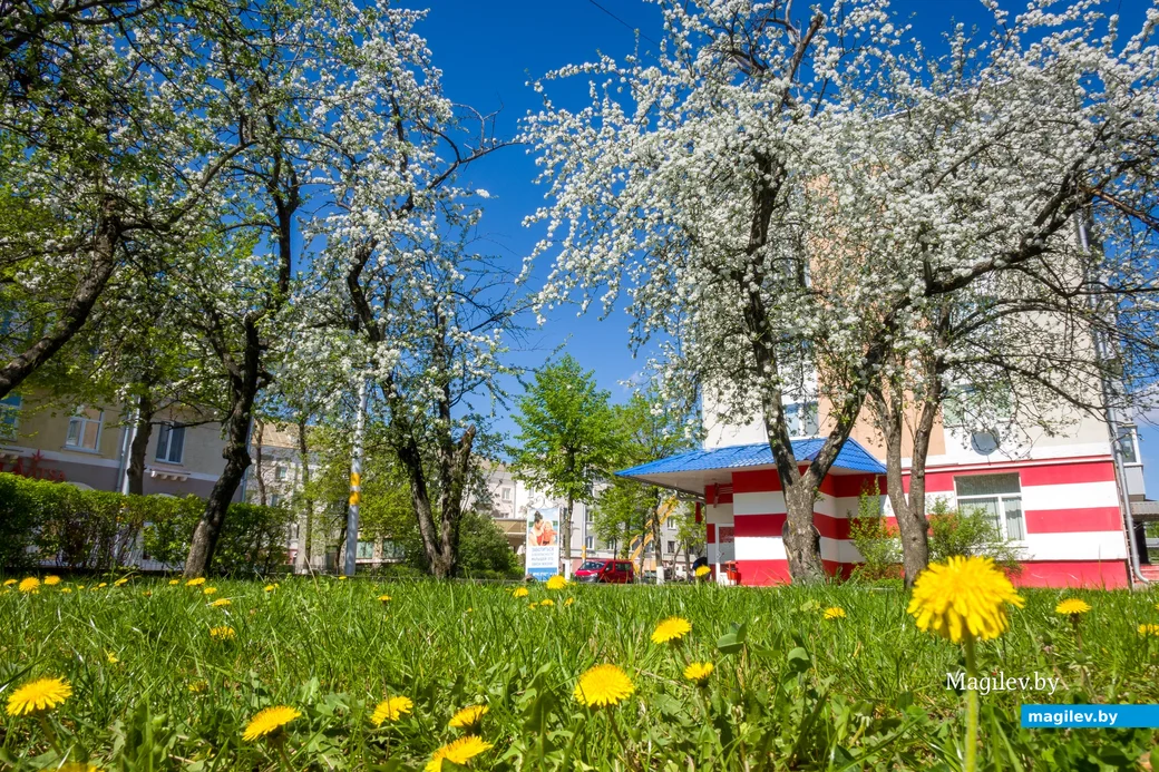 24.04.2025. Время цветения. В Бобруйске цветут сады