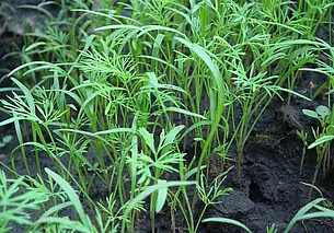 Как вырастить густой и пышный укроп? Несколько секретов на заметку