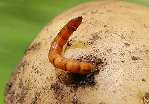 Замучил проволочник? 10 способов на выбор избавиться от вредителя