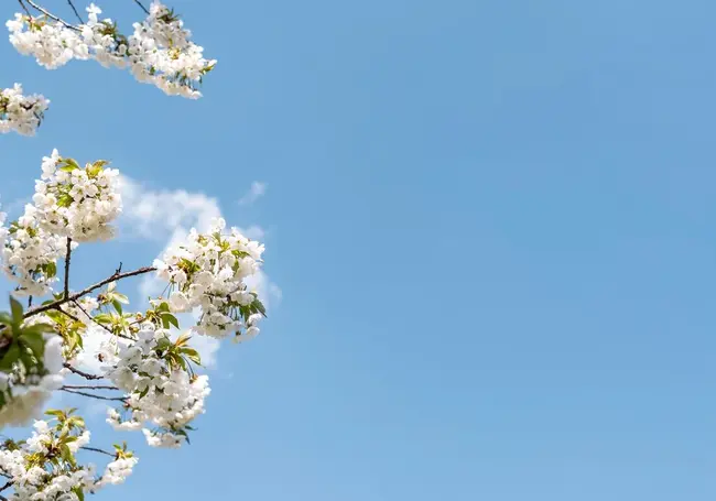 Заметно похолодает: какой будет погода в Могилеве 26 апреля