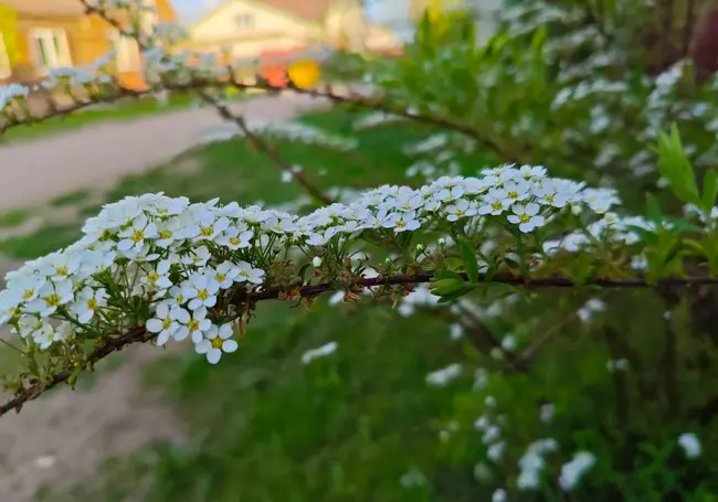 В Могилеве цветут сады. Фоторепортаж
