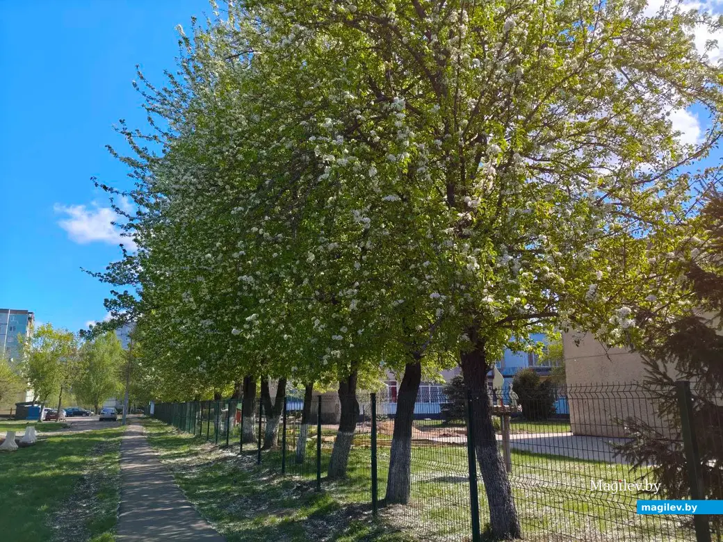 26 апреля 2025 года. Могилев. Весна.