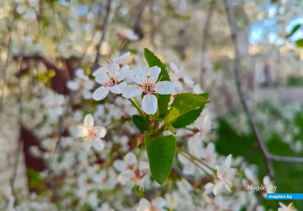 26 апреля 2025 года. Могилев. Весна.