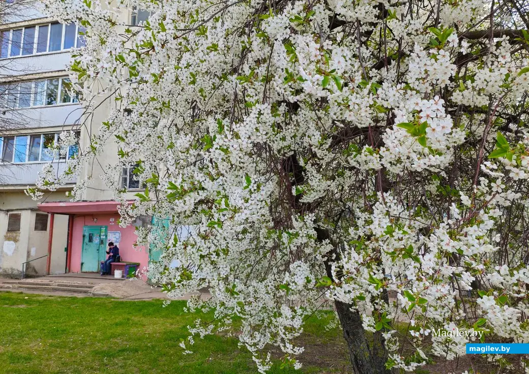 26 апреля 2025 года. Могилев. Весна.