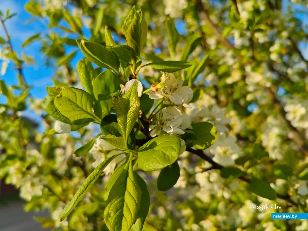 26 апреля 2025 года. Могилев. Весна.