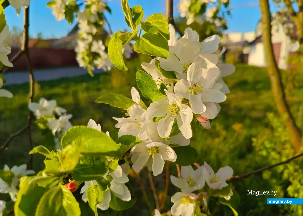 26 апреля 2025 года. Могилев. Весна.
