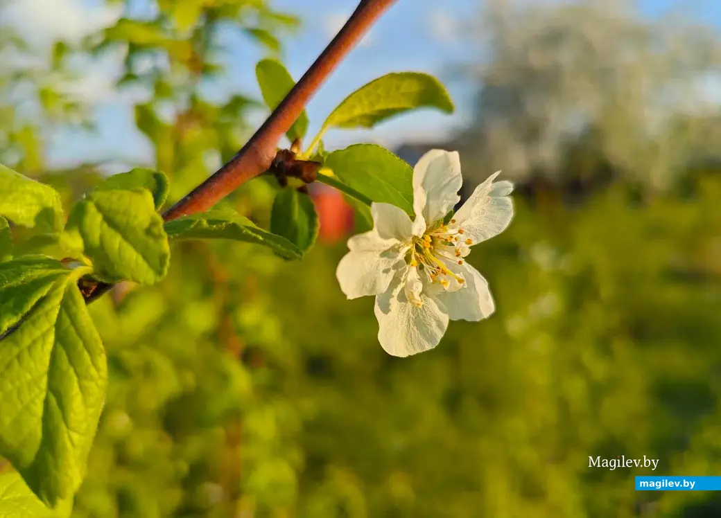 26 апреля 2025 года. Могилев. Весна.