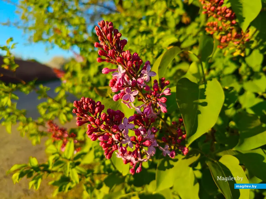 26 апреля 2025 года. Могилев. Весна.