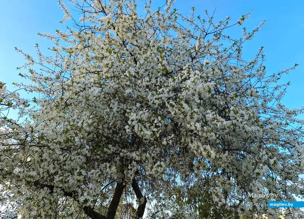 26 апреля 2025 года. Могилев. Весна.