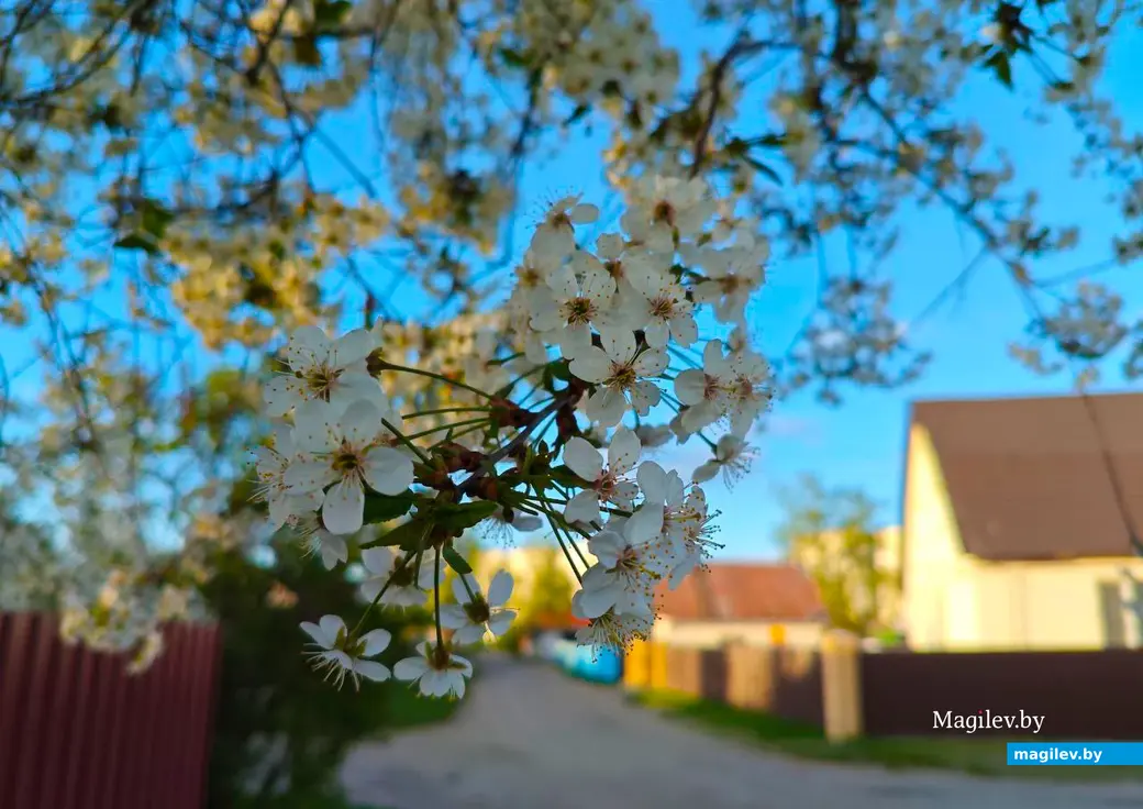 26 апреля 2025 года. Могилев. Весна.