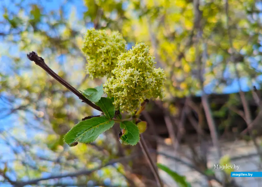 26 апреля 2025 года. Могилев. Весна.