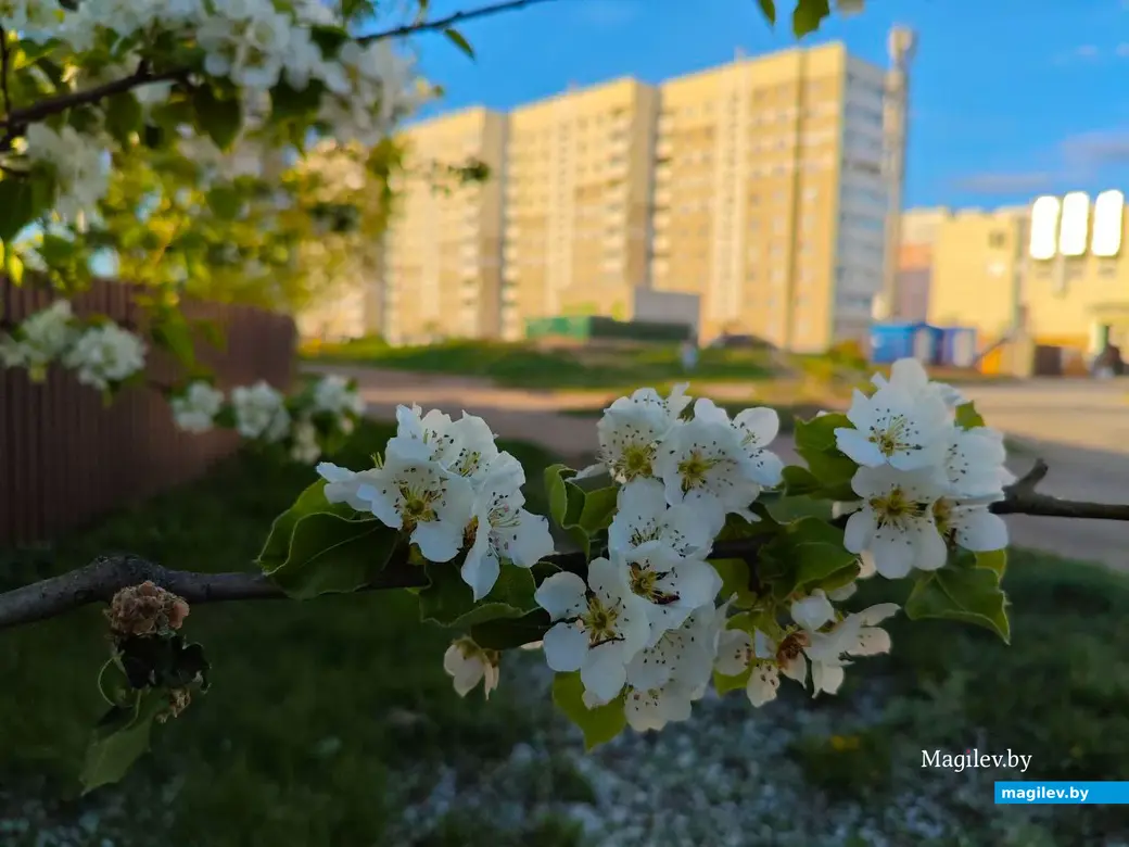 26 апреля 2025 года. Могилев. Весна.